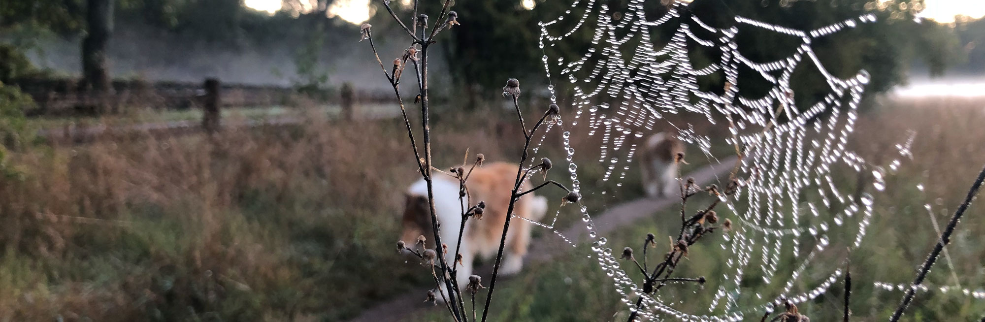 Tristan and a dewy spider web